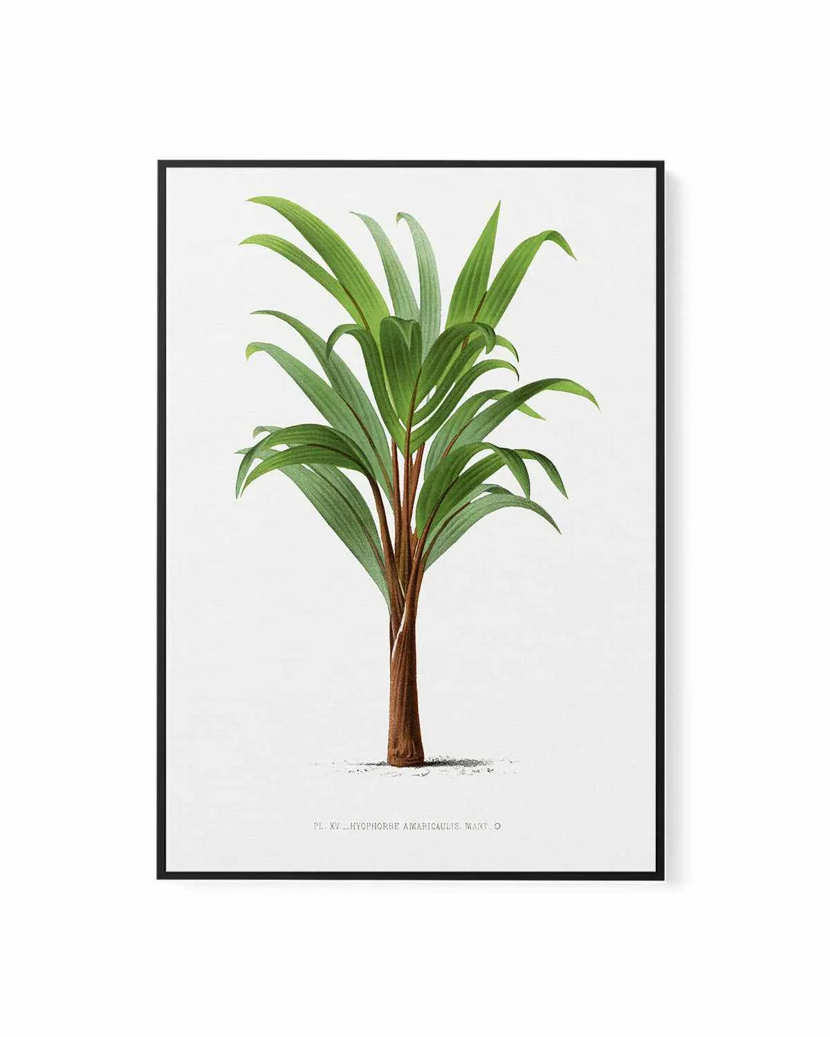 Hyophorbe Amaricaulis Vintage Palm Poster | Framed Canvas Art Print from Olive et Oriel where you can shop wallpaper and artworks online