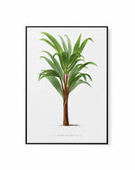 Hyophorbe Amaricaulis Vintage Palm Poster | Framed Canvas Art Print