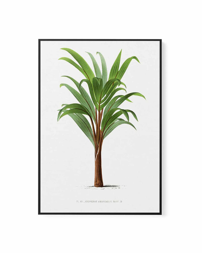 Hyophorbe Amaricaulis Vintage Palm Poster | Framed Canvas Art Print
