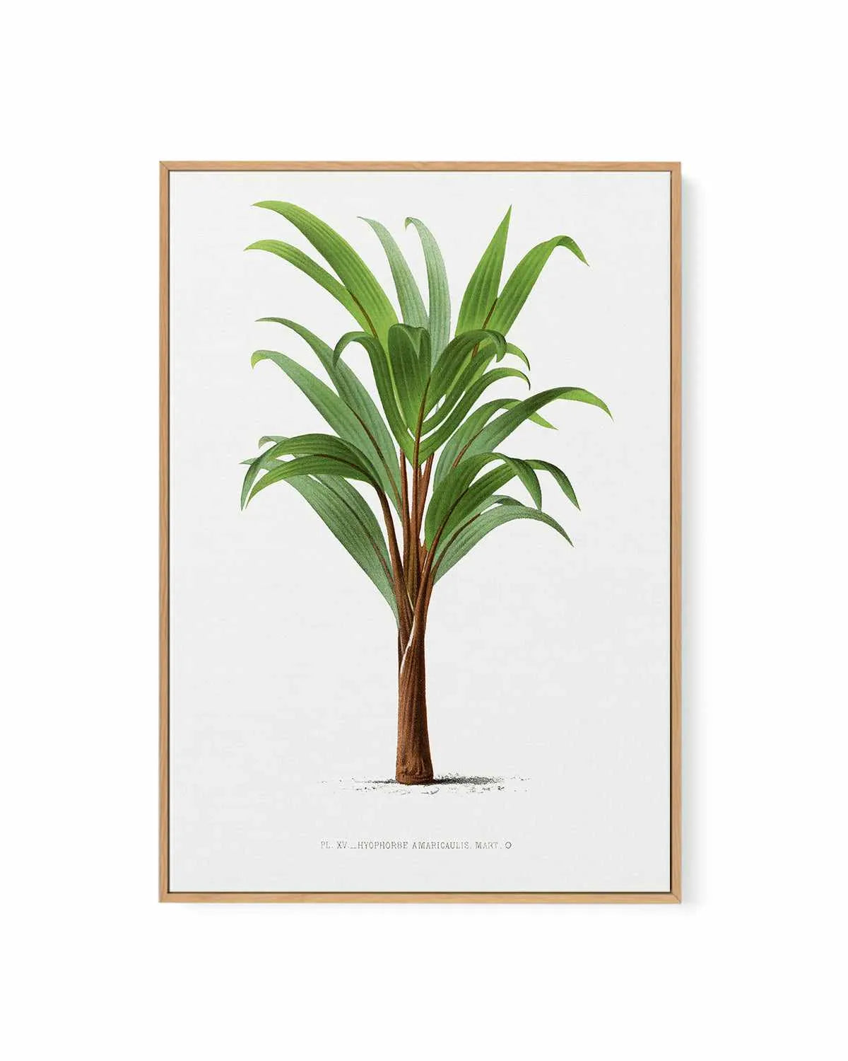 Hyophorbe Amaricaulis Vintage Palm Poster | Framed Canvas Art Print from Olive et Oriel where you can shop wallpaper and artworks online