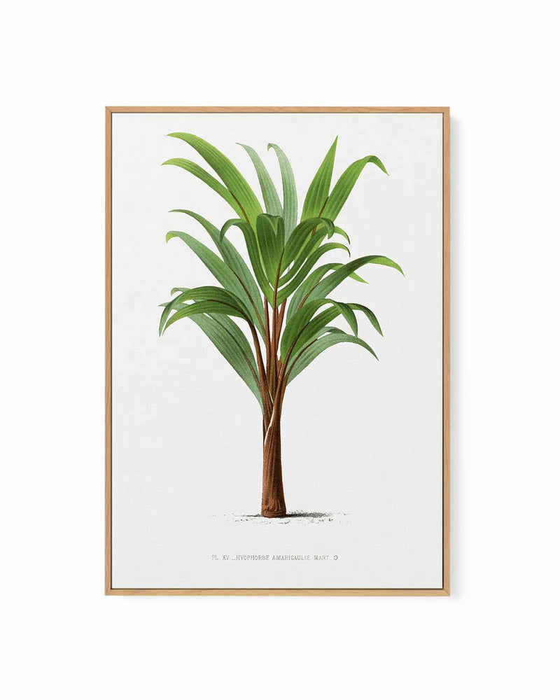 Hyophorbe Amaricaulis Vintage Palm Poster | Framed Canvas Art Print