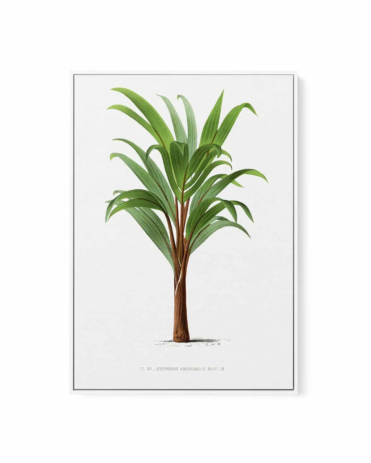Hyophorbe Amaricaulis Vintage Palm Poster | Framed Canvas Art Print from Olive et Oriel where you can shop wallpaper and artworks online
