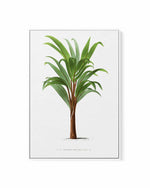 Hyophorbe Amaricaulis Vintage Palm Poster | Framed Canvas Art Print