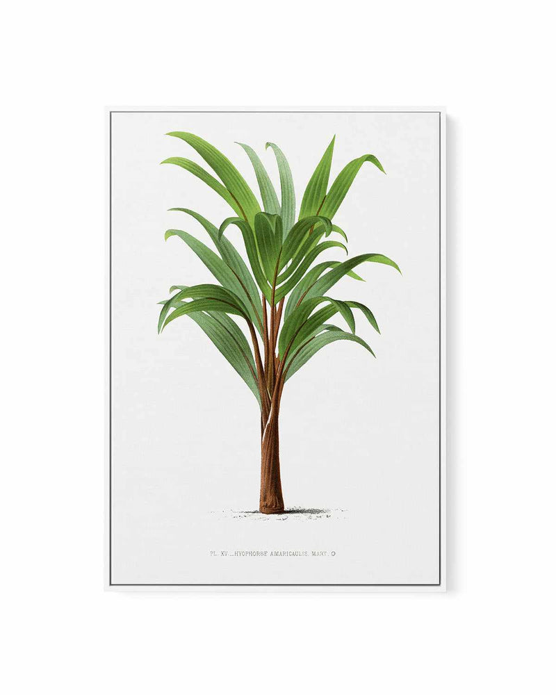 Hyophorbe Amaricaulis Vintage Palm Poster | Framed Canvas Art Print
