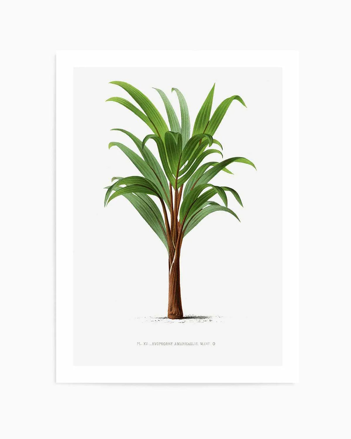Hyophorbe Amaricaulis Vintage Palm Poster Art Print from Olive et Oriel where you can shop wallpaper and artworks online