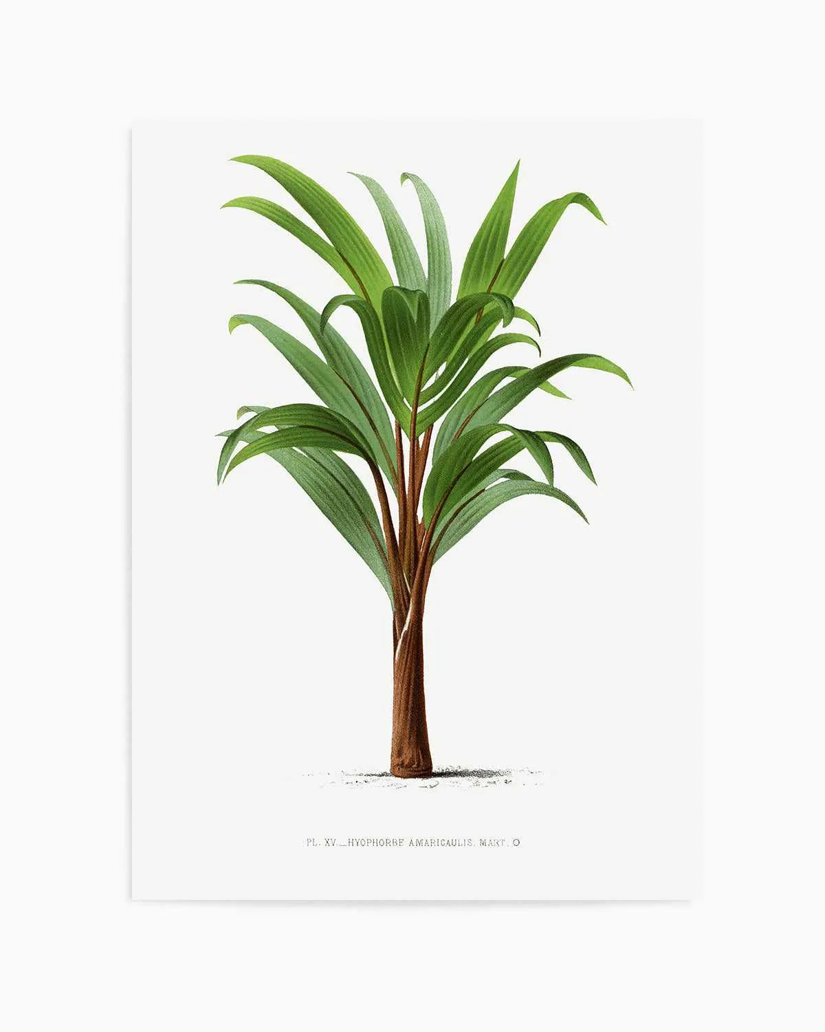 Hyophorbe Amaricaulis Vintage Palm Poster Art Print from Olive et Oriel where you can shop wallpaper and artworks online