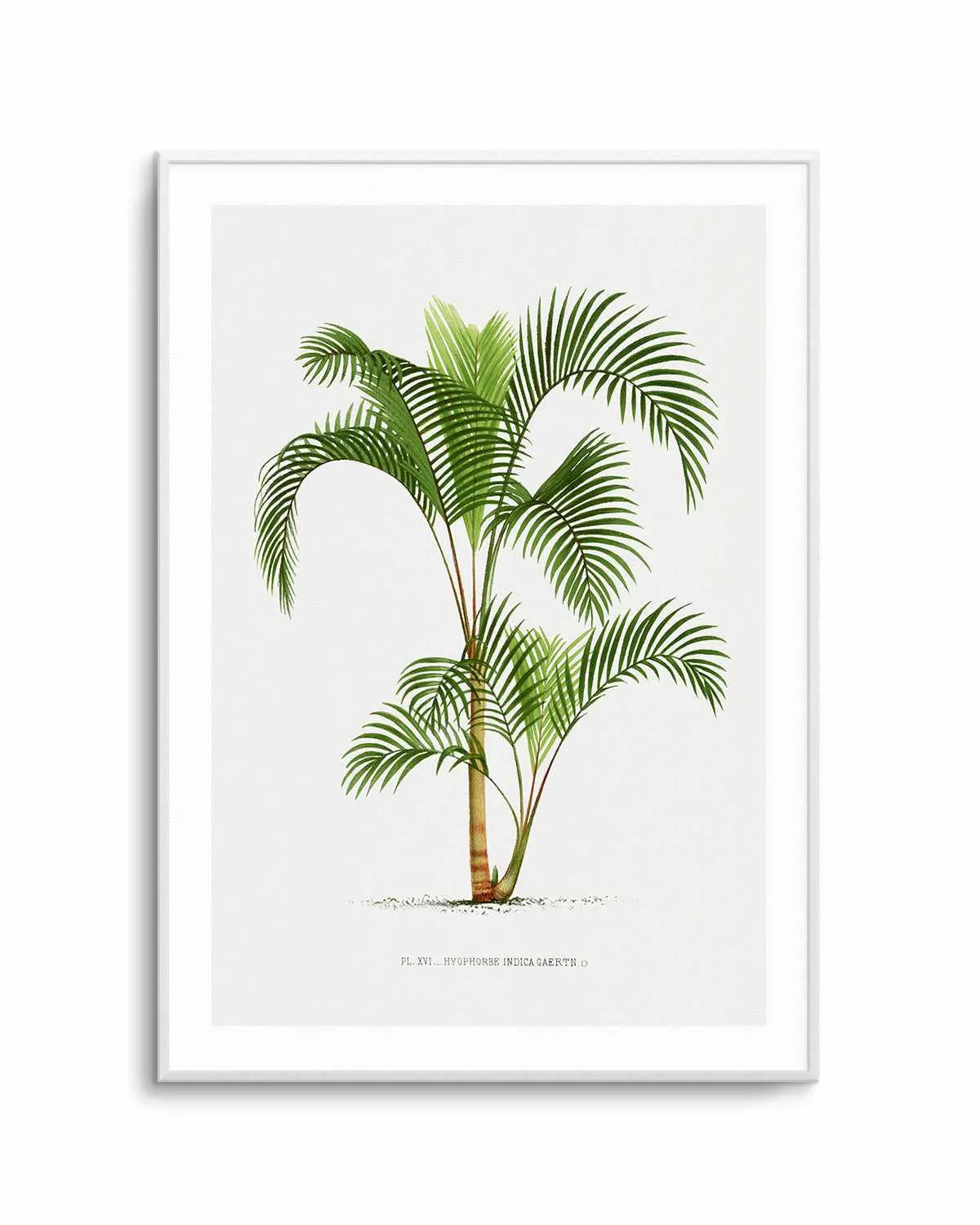 Hyophorbe Indica Vintage Palm Poster Art Print from Olive et Oriel where you can shop wallpaper and artworks online