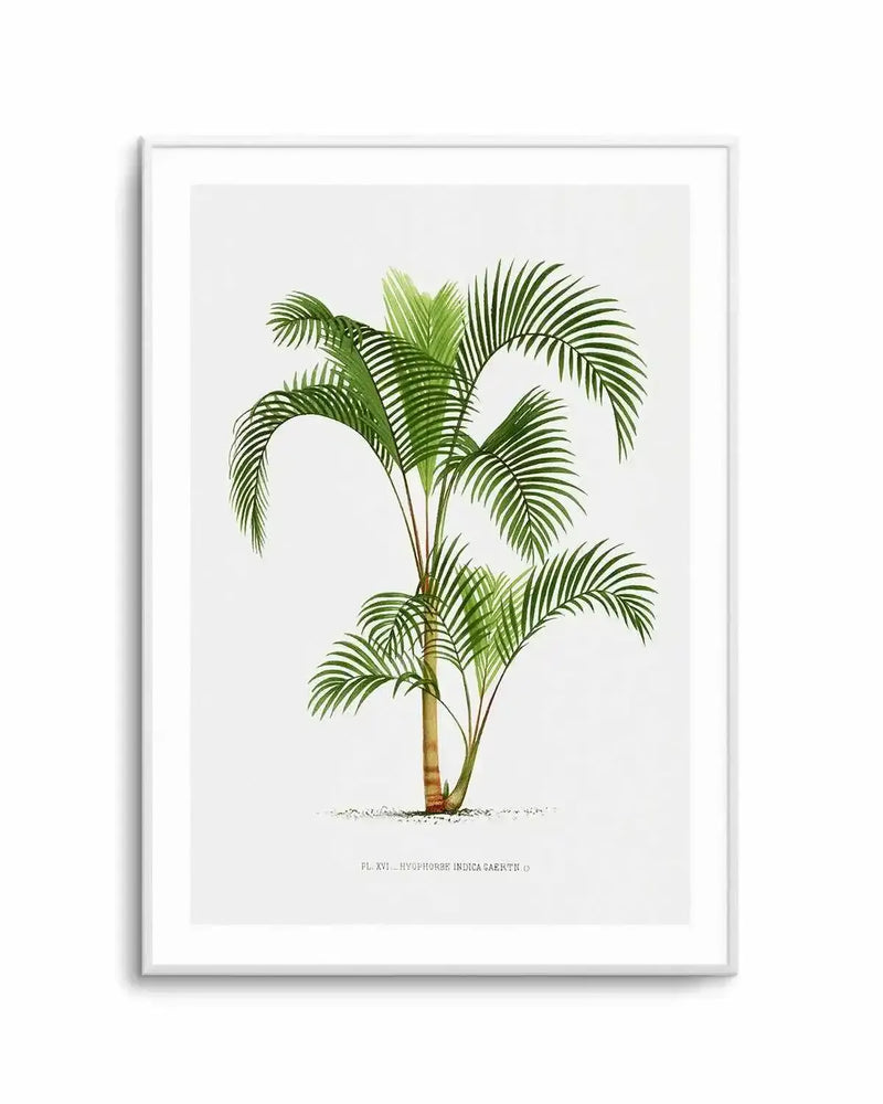 Hyophorbe Indica Vintage Palm Poster Art Print from Olive et Oriel where you can shop wallpaper and artworks online
