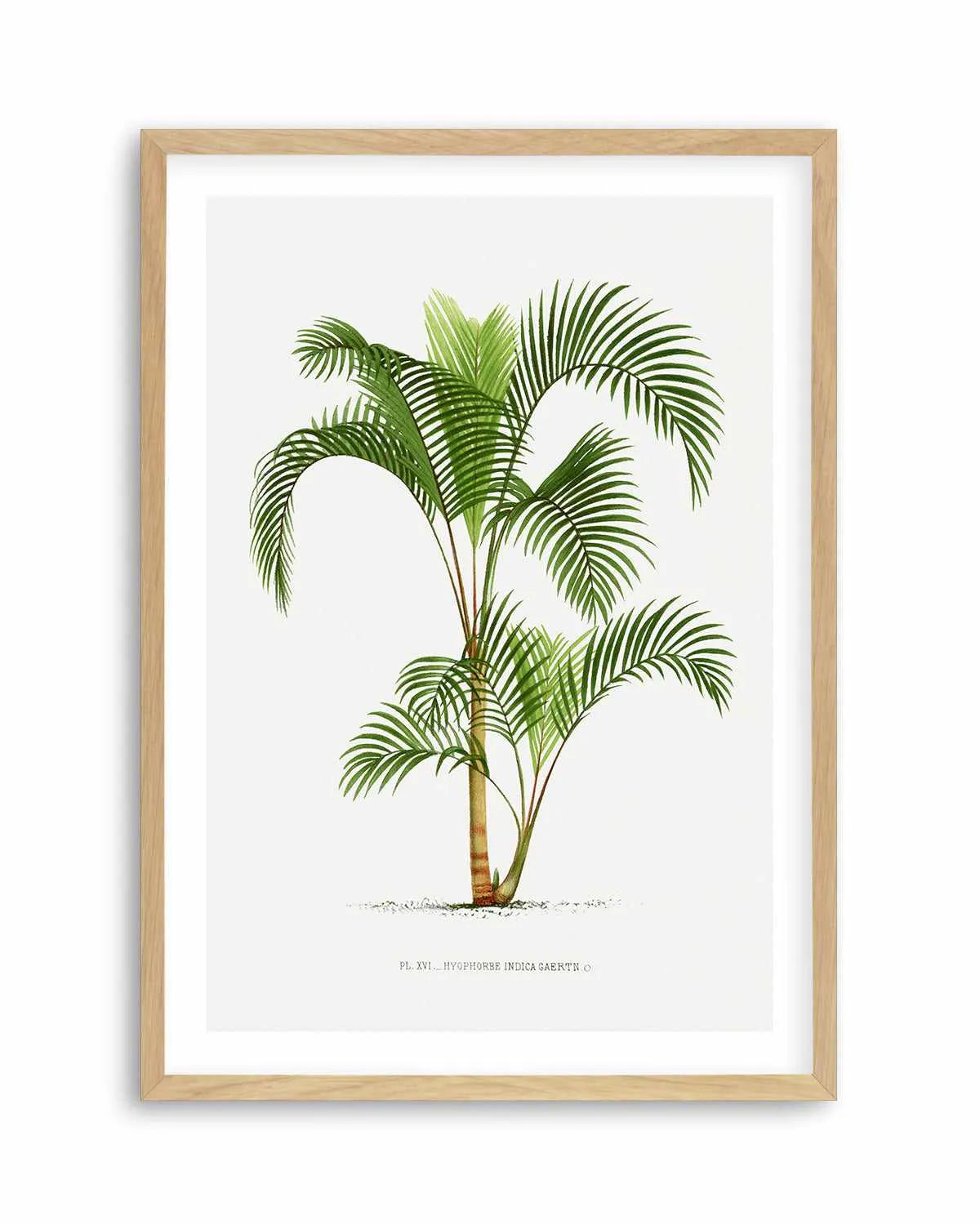 Hyophorbe Indica Vintage Palm Poster Art Print from Olive et Oriel where you can shop wallpaper and artworks online