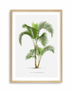Hyophorbe Indica Vintage Palm Poster Art Print