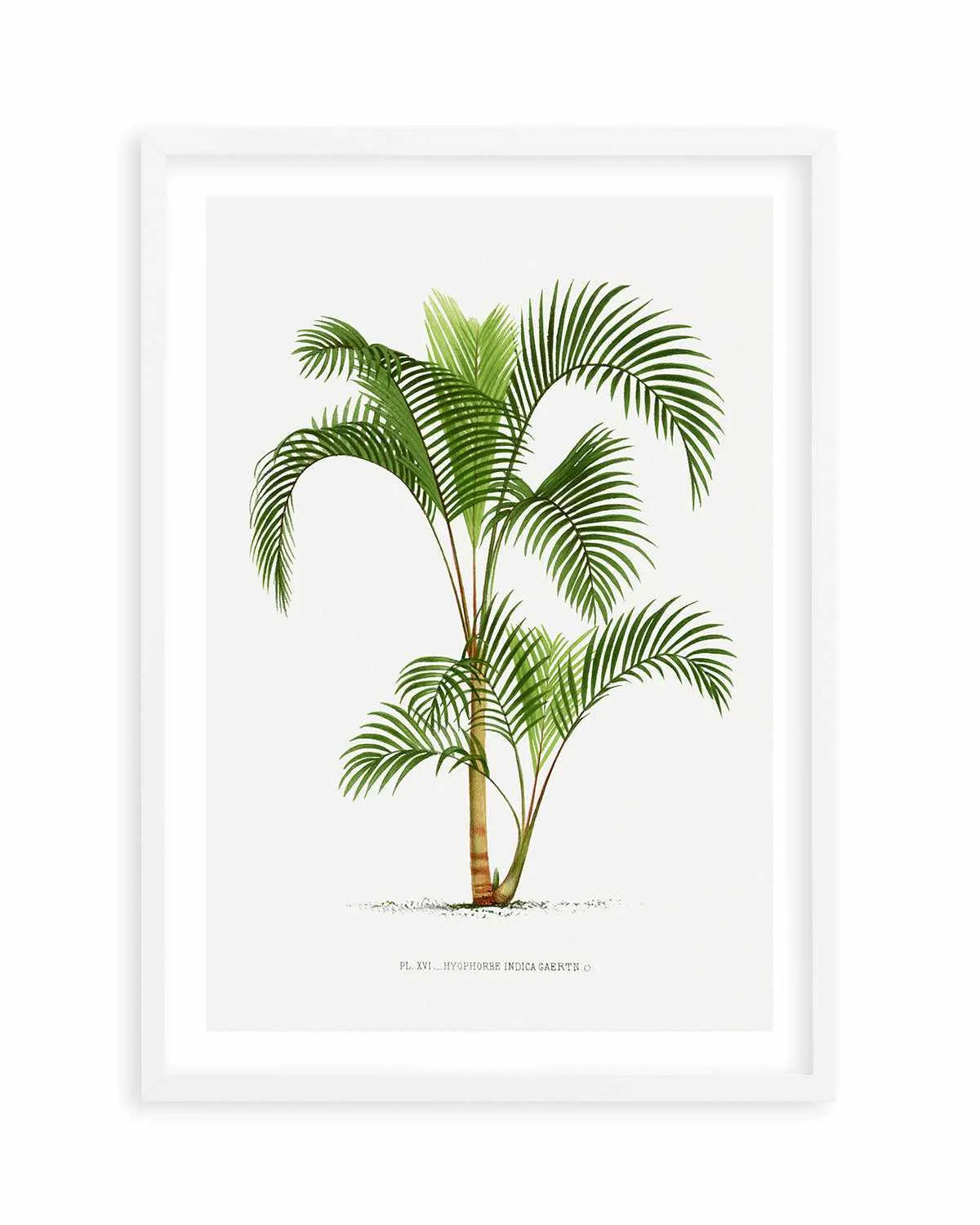 Hyophorbe Indica Vintage Palm Poster Art Print from Olive et Oriel where you can shop wallpaper and artworks online