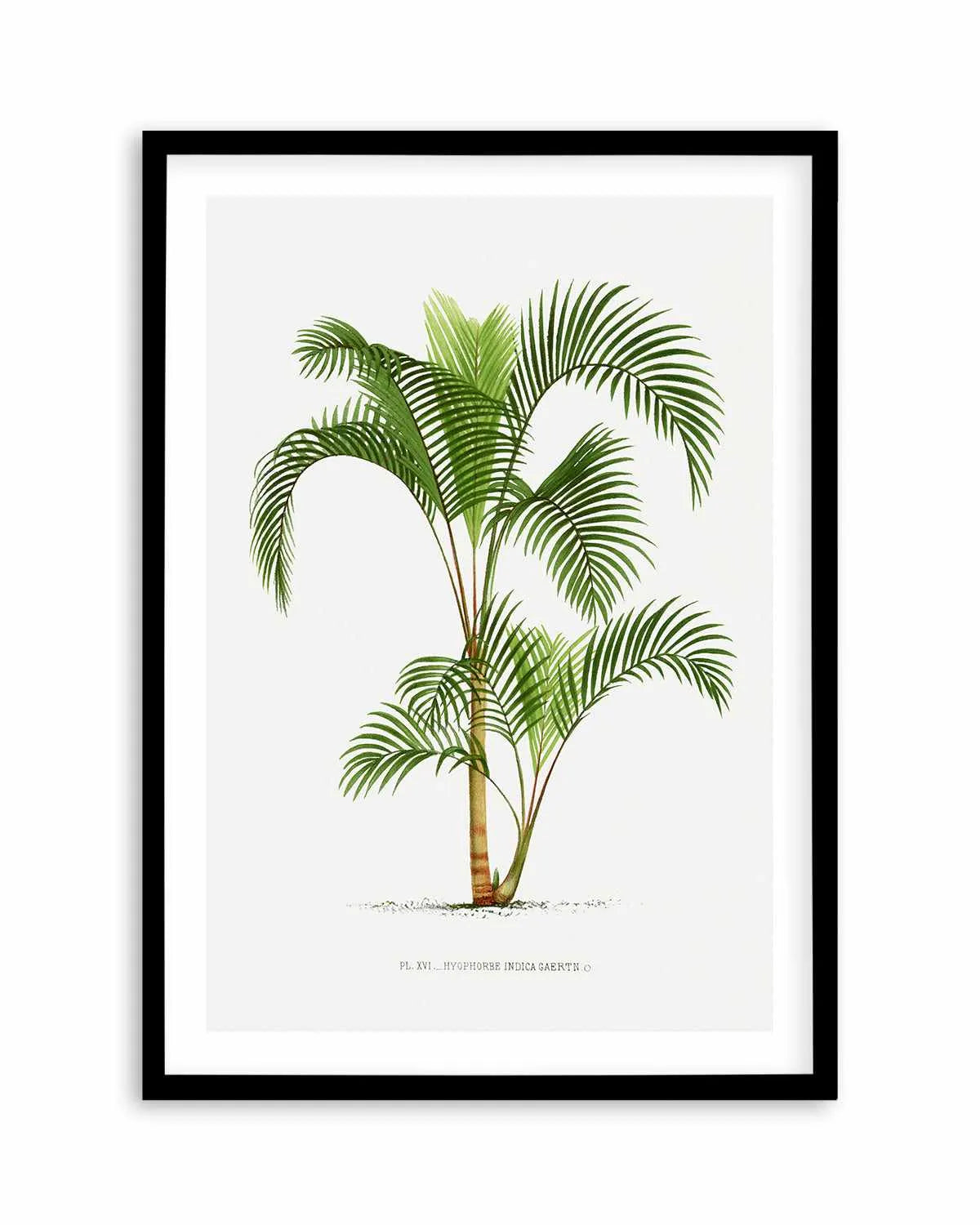Hyophorbe Indica Vintage Palm Poster Art Print from Olive et Oriel where you can shop wallpaper and artworks online