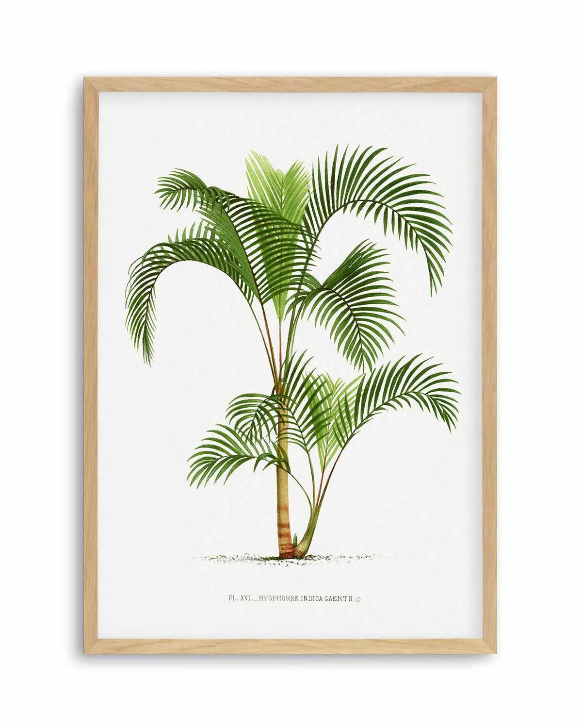 Hyophorbe Indica Vintage Palm Poster Art Print from Olive et Oriel where you can shop wallpaper and artworks online