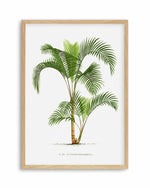 Hyophorbe Indica Vintage Palm Poster Art Print