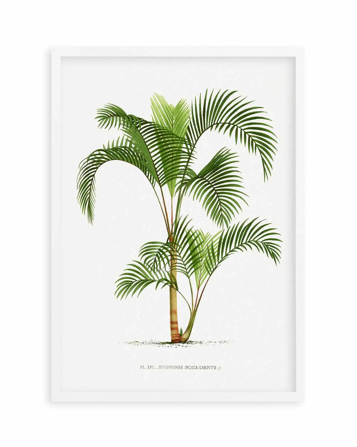 Hyophorbe Indica Vintage Palm Poster Art Print from Olive et Oriel where you can shop wallpaper and artworks online