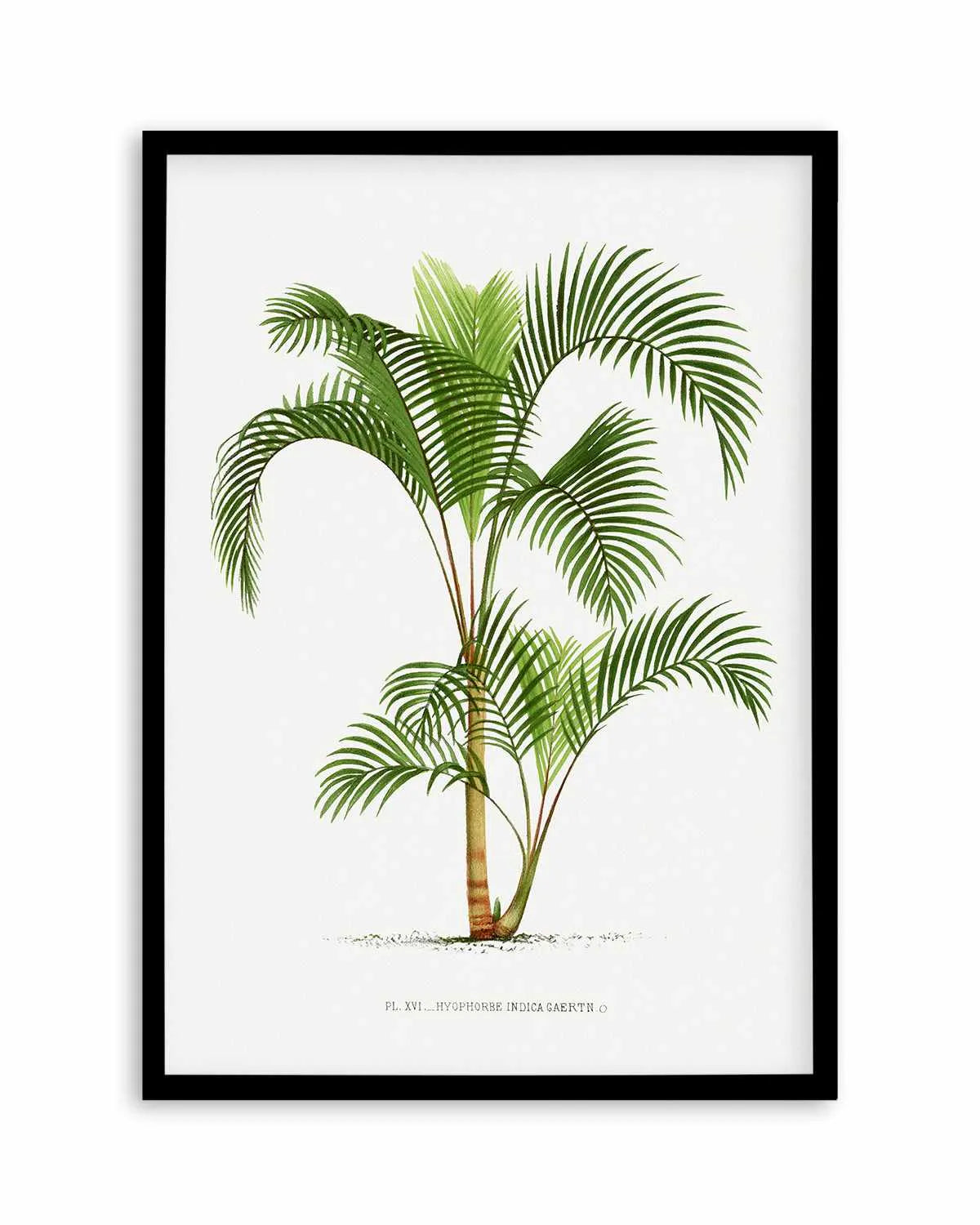 Hyophorbe Indica Vintage Palm Poster Art Print from Olive et Oriel where you can shop wallpaper and artworks online