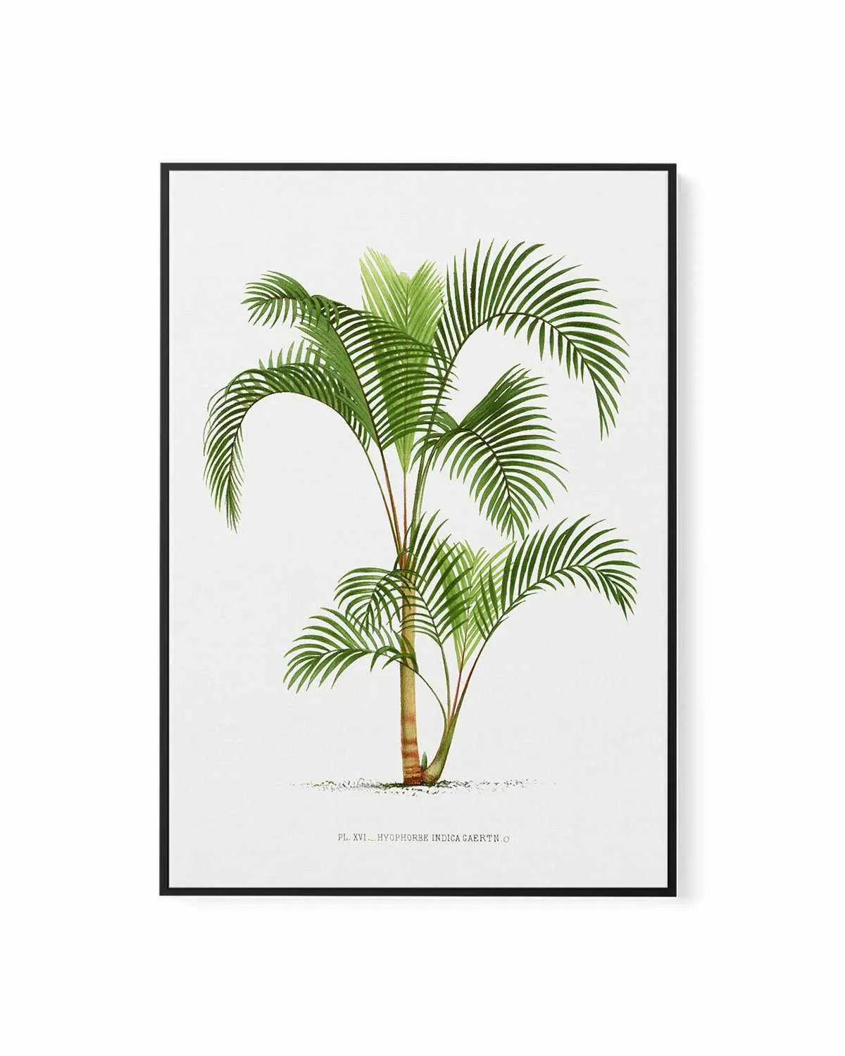 Hyophorbe Indica Vintage Palm Poster | Framed Canvas Art Print from Olive et Oriel where you can shop wallpaper and artworks online