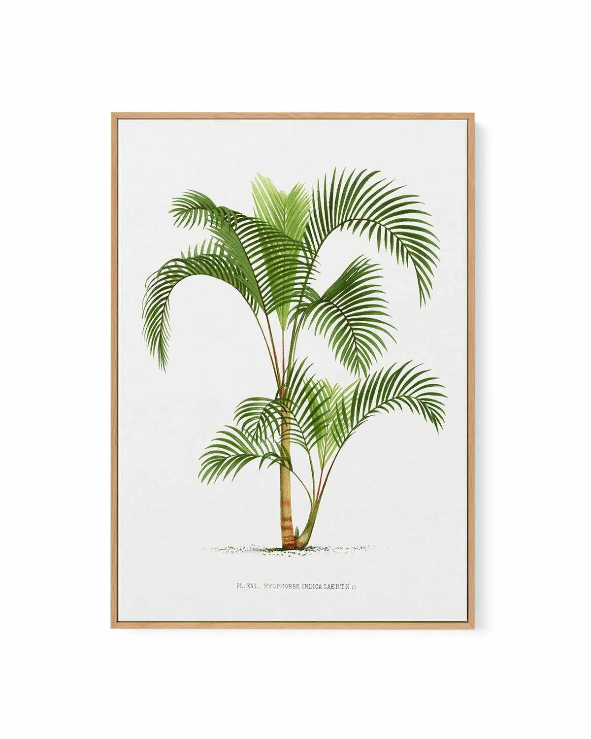 Hyophorbe Indica Vintage Palm Poster | Framed Canvas Art Print from Olive et Oriel where you can shop wallpaper and artworks online