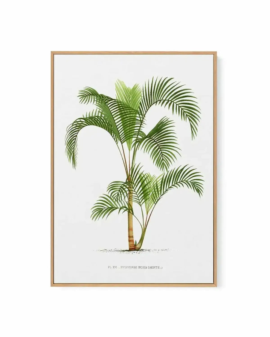 Hyophorbe Indica Vintage Palm Poster | Framed Canvas Art Print from Olive et Oriel where you can shop wallpaper and artworks online