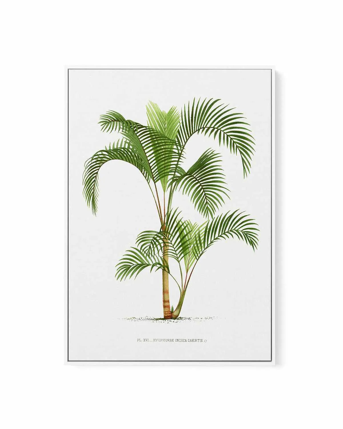 Hyophorbe Indica Vintage Palm Poster | Framed Canvas Art Print from Olive et Oriel where you can shop wallpaper and artworks online