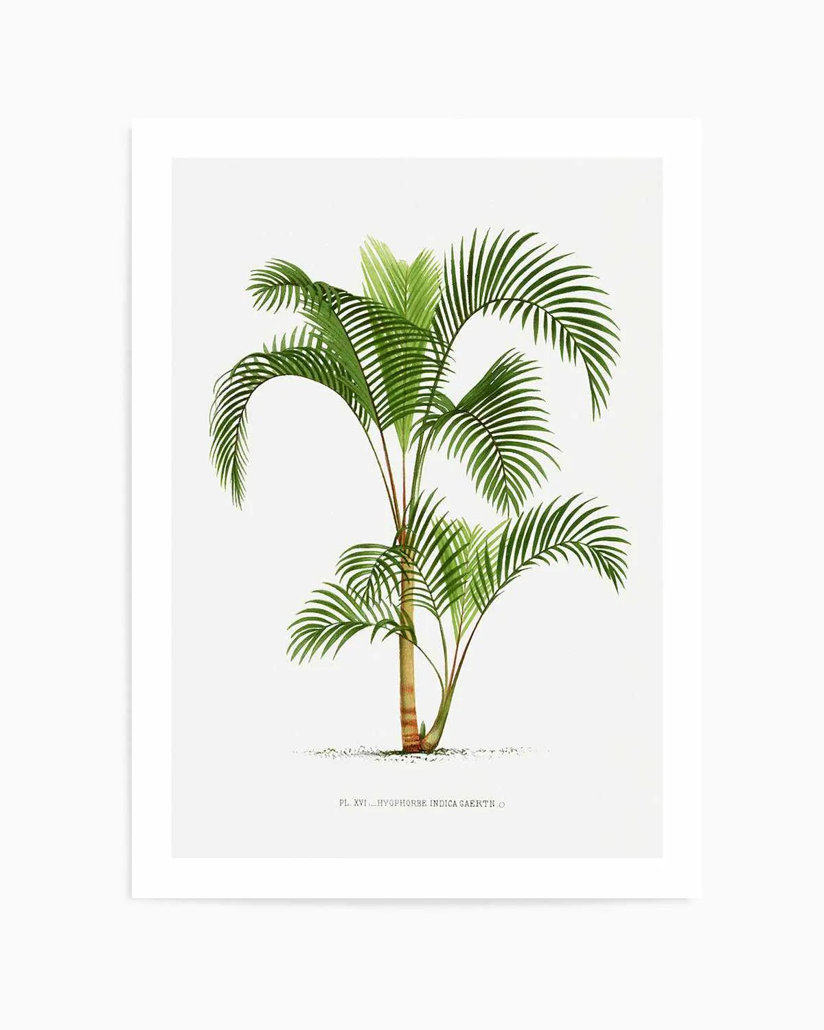 Hyophorbe Indica Vintage Palm Poster Art Print from Olive et Oriel where you can shop wallpaper and artworks online