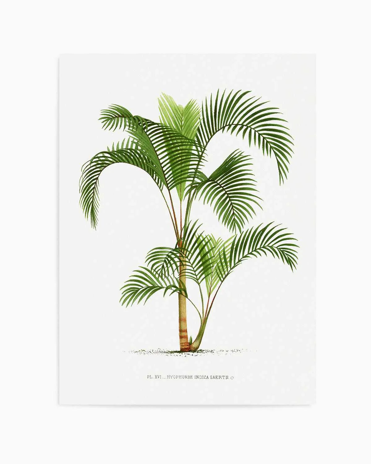 Hyophorbe Indica Vintage Palm Poster Art Print from Olive et Oriel where you can shop wallpaper and artworks online