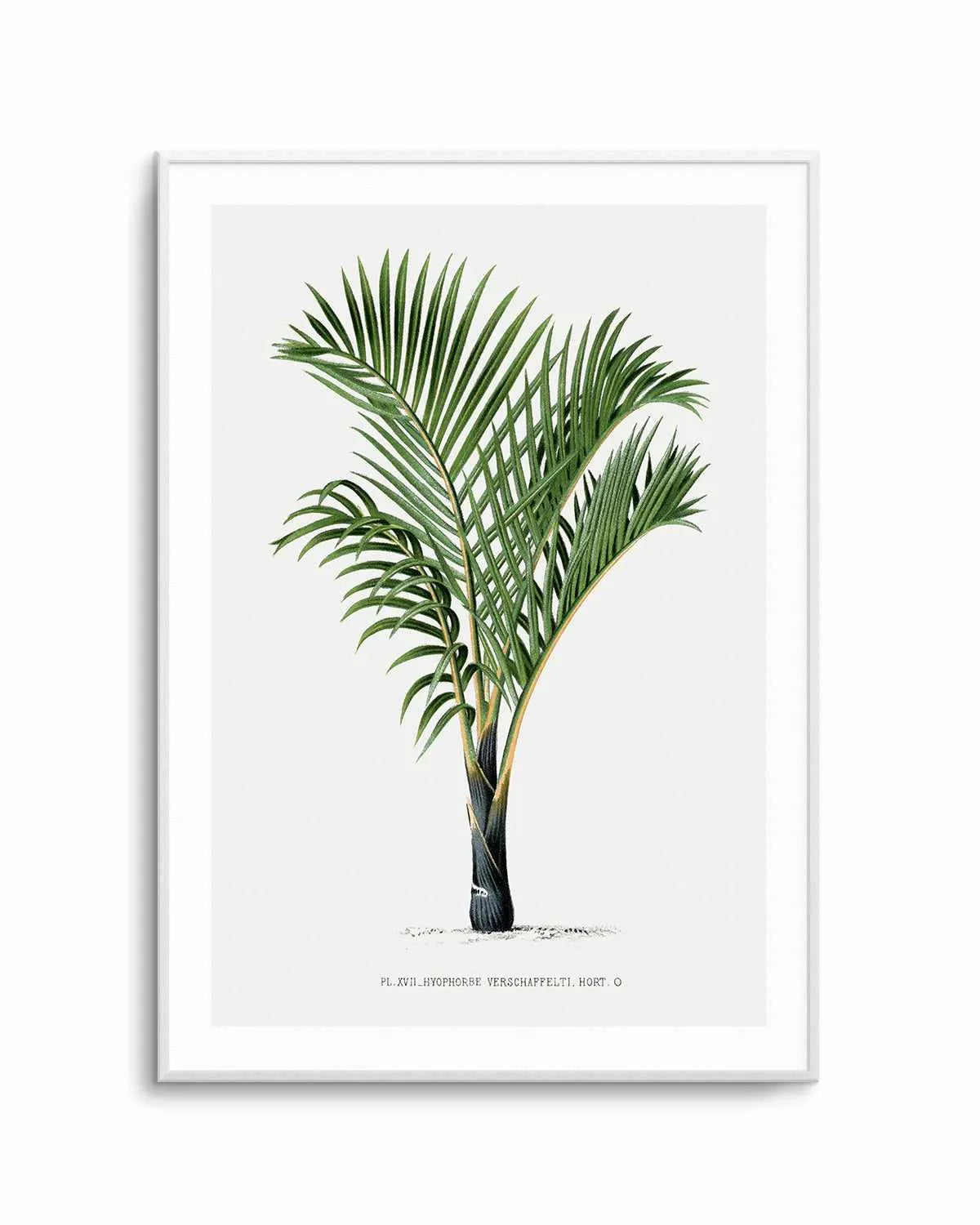 Hyophorbe Verschaffelti Vintage Palm Poster Art Print from Olive et Oriel where you can shop wallpaper and artworks online