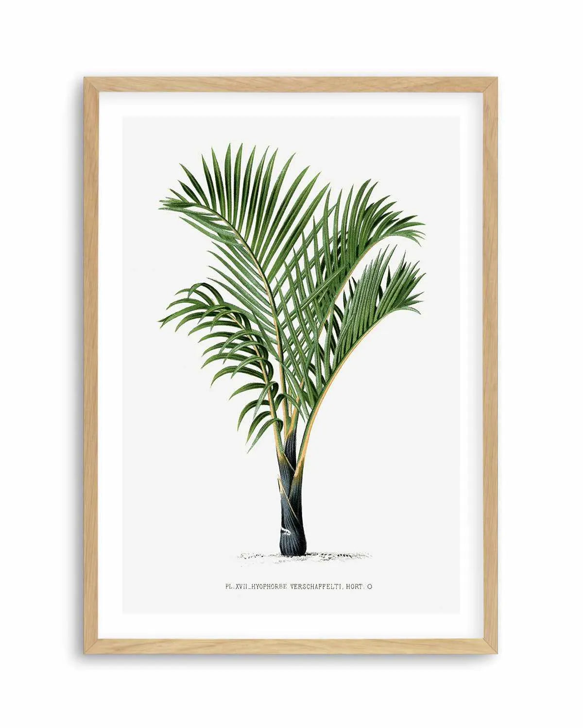 Hyophorbe Verschaffelti Vintage Palm Poster Art Print from Olive et Oriel where you can shop wallpaper and artworks online