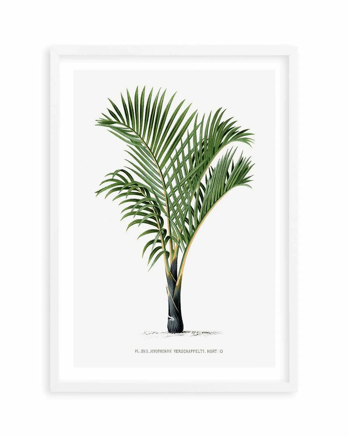 Hyophorbe Verschaffelti Vintage Palm Poster Art Print from Olive et Oriel where you can shop wallpaper and artworks online