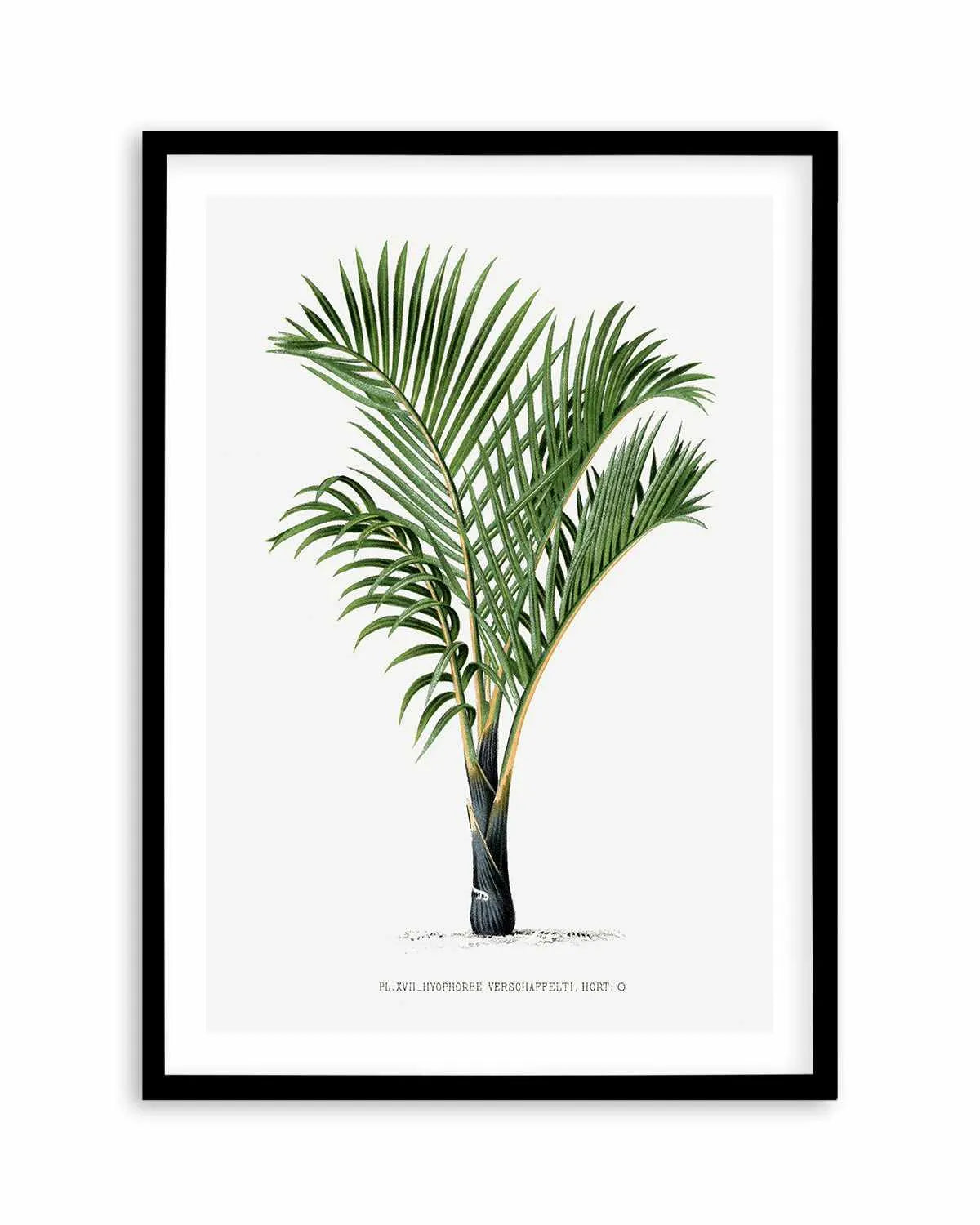 Hyophorbe Verschaffelti Vintage Palm Poster Art Print from Olive et Oriel where you can shop wallpaper and artworks online