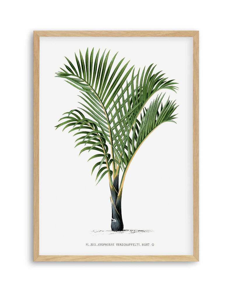 Hyophorbe Verschaffelti Vintage Palm Poster Art Print