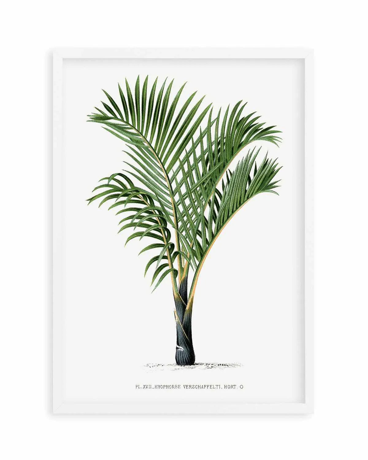 Hyophorbe Verschaffelti Vintage Palm Poster Art Print from Olive et Oriel where you can shop wallpaper and artworks online