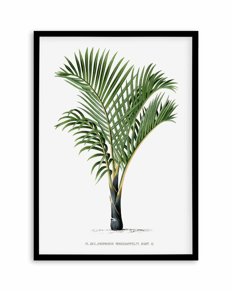 Hyophorbe Verschaffelti Vintage Palm Poster Art Print