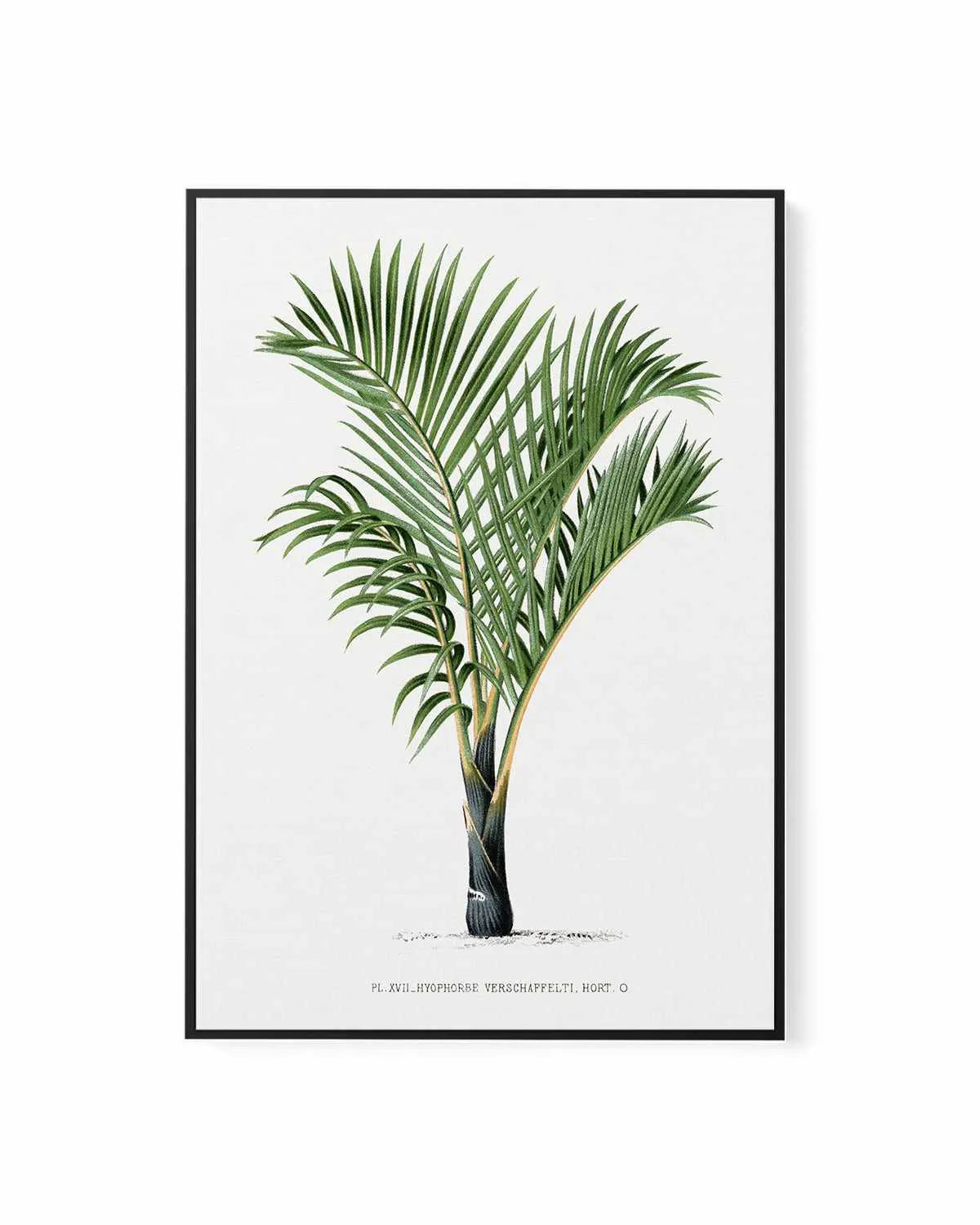 Hyophorbe Verschaffelti Vintage Palm Poster | Framed Canvas Art Print from Olive et Oriel where you can shop wallpaper and artworks online