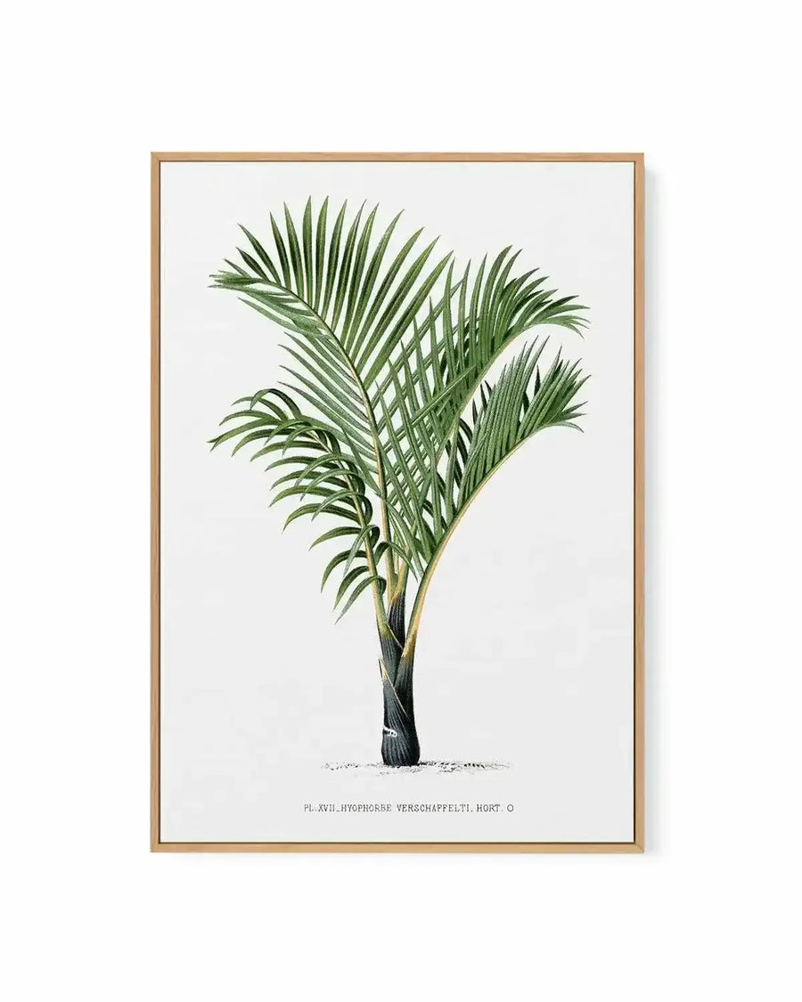 Hyophorbe Verschaffelti Vintage Palm Poster | Framed Canvas Art Print from Olive et Oriel where you can shop wallpaper and artworks online