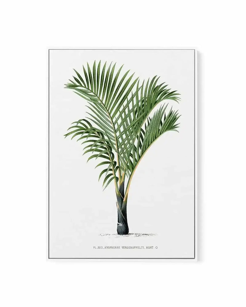 Hyophorbe Verschaffelti Vintage Palm Poster | Framed Canvas Art Print from Olive et Oriel where you can shop wallpaper and artworks online