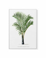 Hyophorbe Verschaffelti Vintage Palm Poster | Framed Canvas Art Print