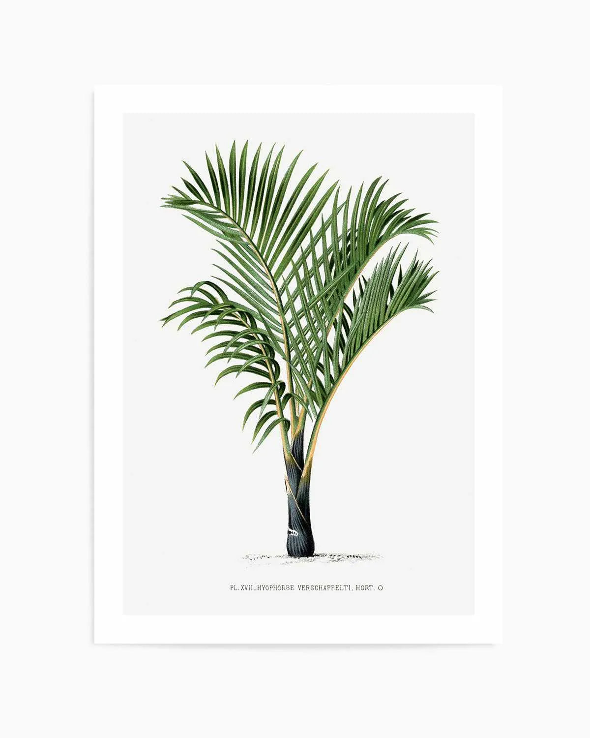 Hyophorbe Verschaffelti Vintage Palm Poster Art Print from Olive et Oriel where you can shop wallpaper and artworks online