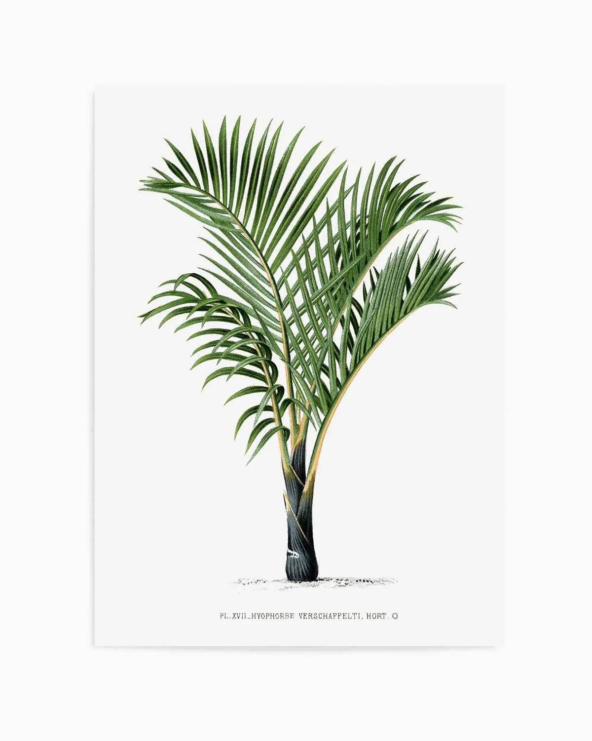 Hyophorbe Verschaffelti Vintage Palm Poster Art Print from Olive et Oriel where you can shop wallpaper and artworks online