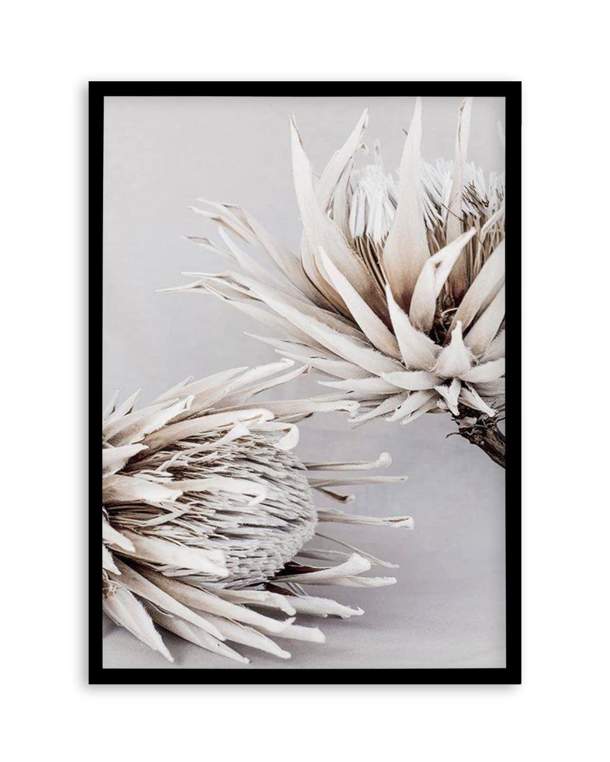 Iced Protea I Art Print