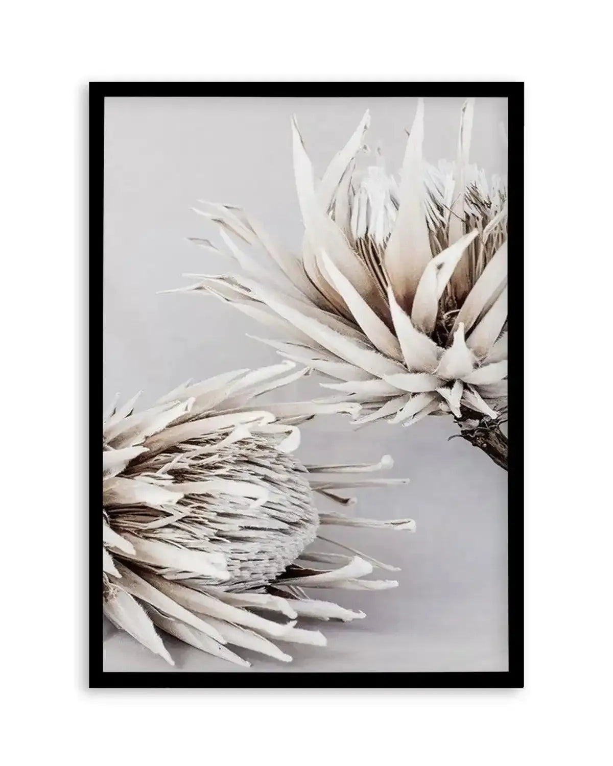 Iced Protea I Art Print from Olive et Oriel where you can shop wallpaper and artworks online
