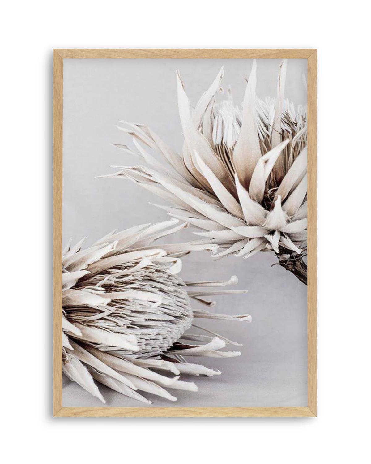 Iced Protea I Art Print