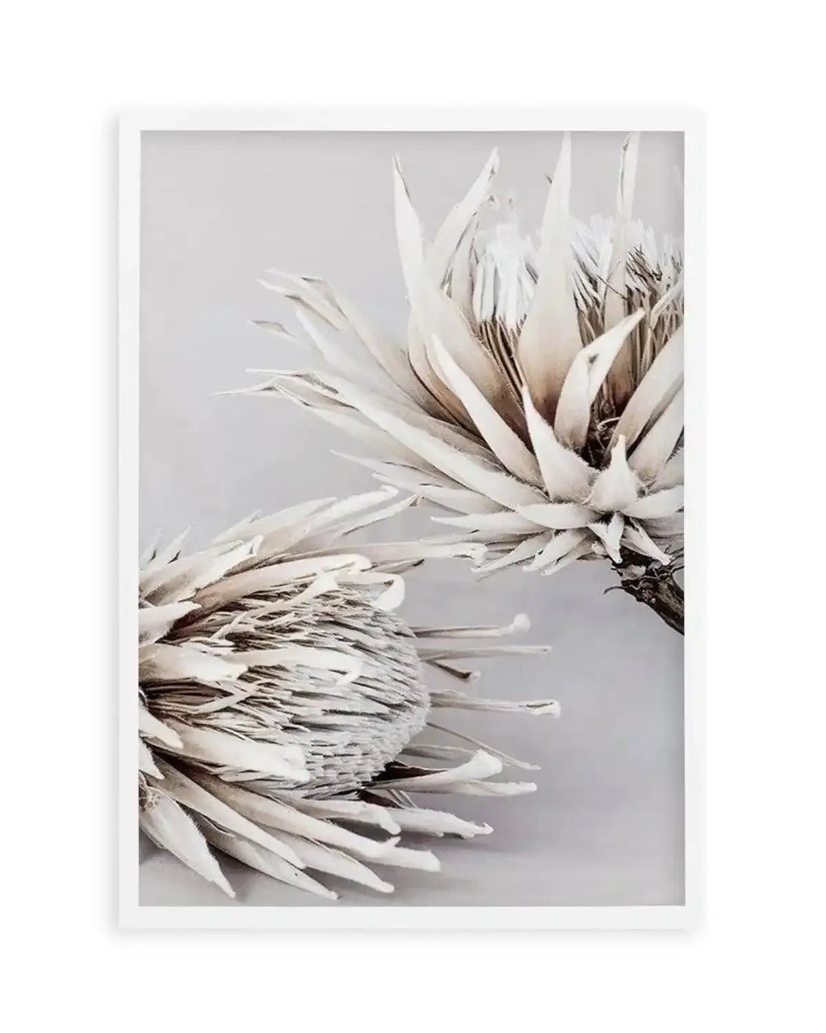 Iced Protea I Art Print from Olive et Oriel where you can shop wallpaper and artworks online