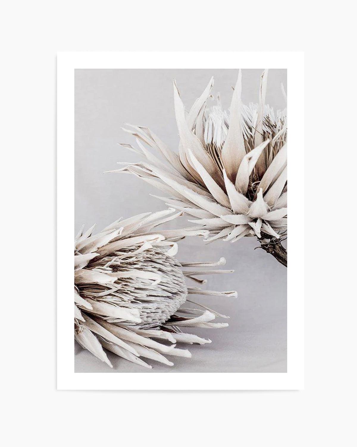 Iced Protea I Art Print