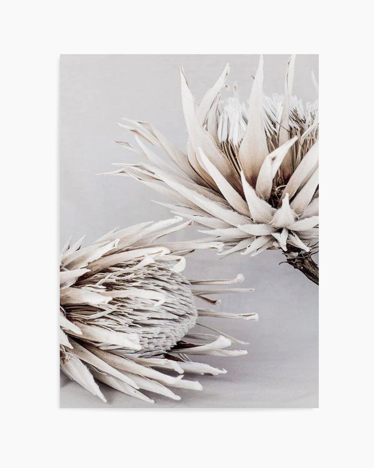 Iced Protea I Art Print