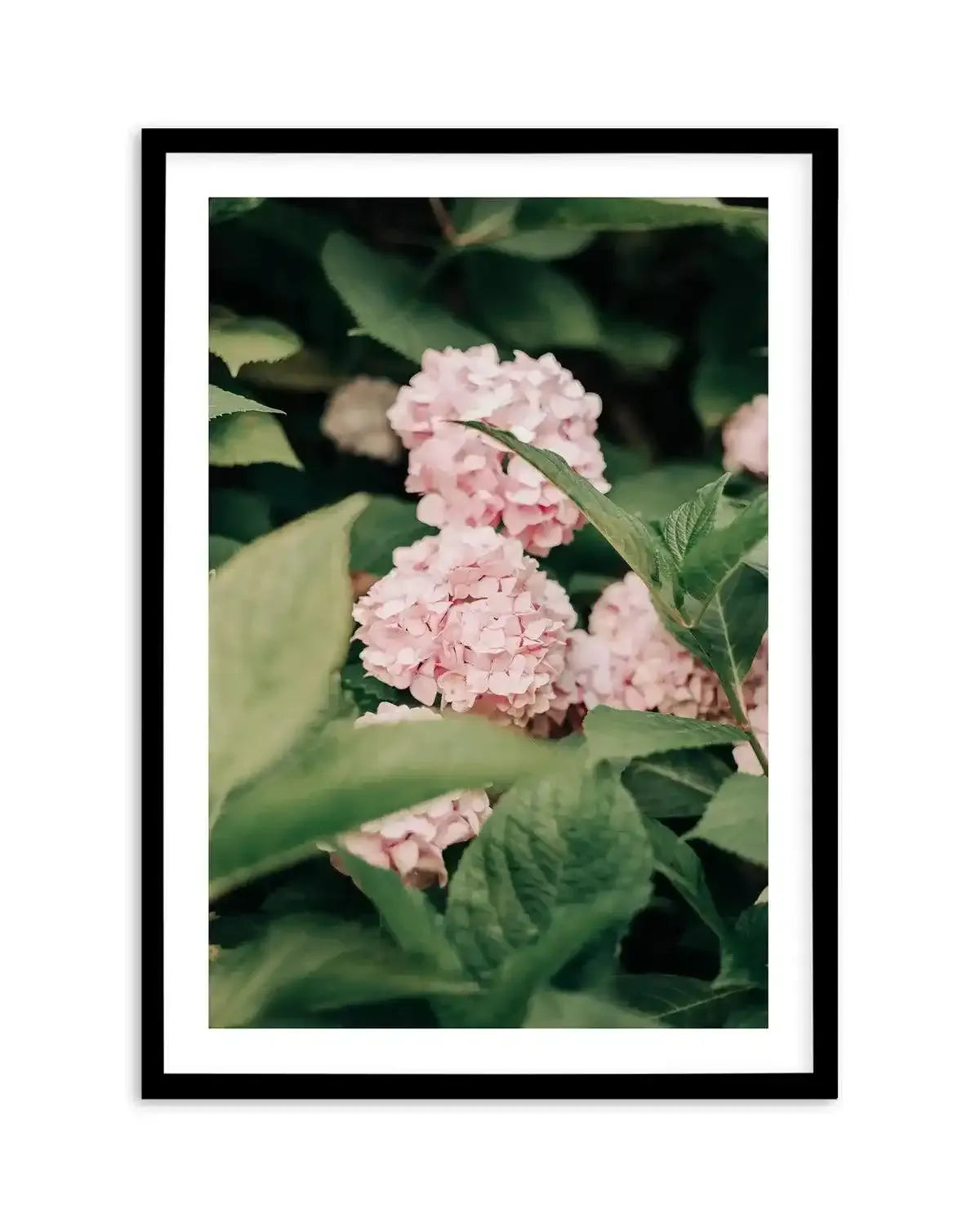 In The Garden Italy by Jovani Demetrie Art Print-PRINT-Olive et Oriel-Jovani Demetrie-Buy-Australian-Art-Prints-Online-with-Olive-et-Oriel-Your-Artwork-Specialists-Austrailia-Decorate-With-Coastal-Photo-Wall-Art-Prints-From-Our-Beach-House-Artwork-Collection-Fine-Poster-and-Framed-Artwork