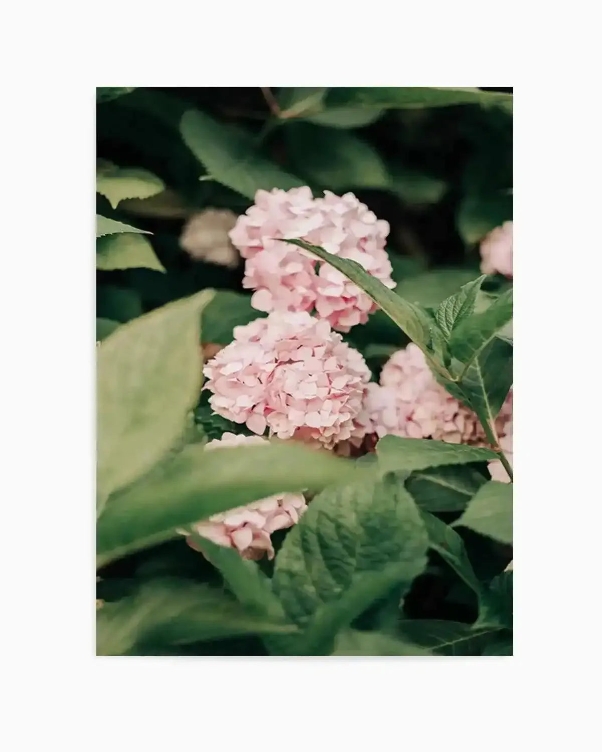 In The Garden Italy by Jovani Demetrie Art Print from Olive et Oriel where you can shop wallpaper and artworks online