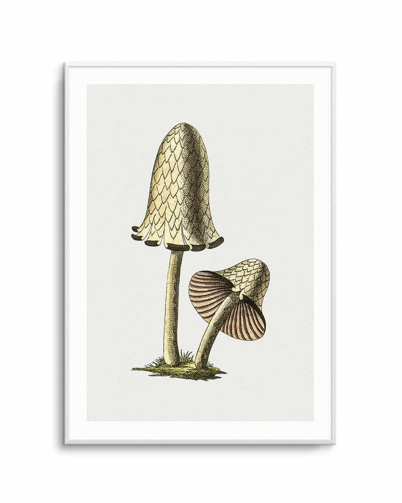 Inky Cap Edible Mushroom Vintage Illustration Art Print