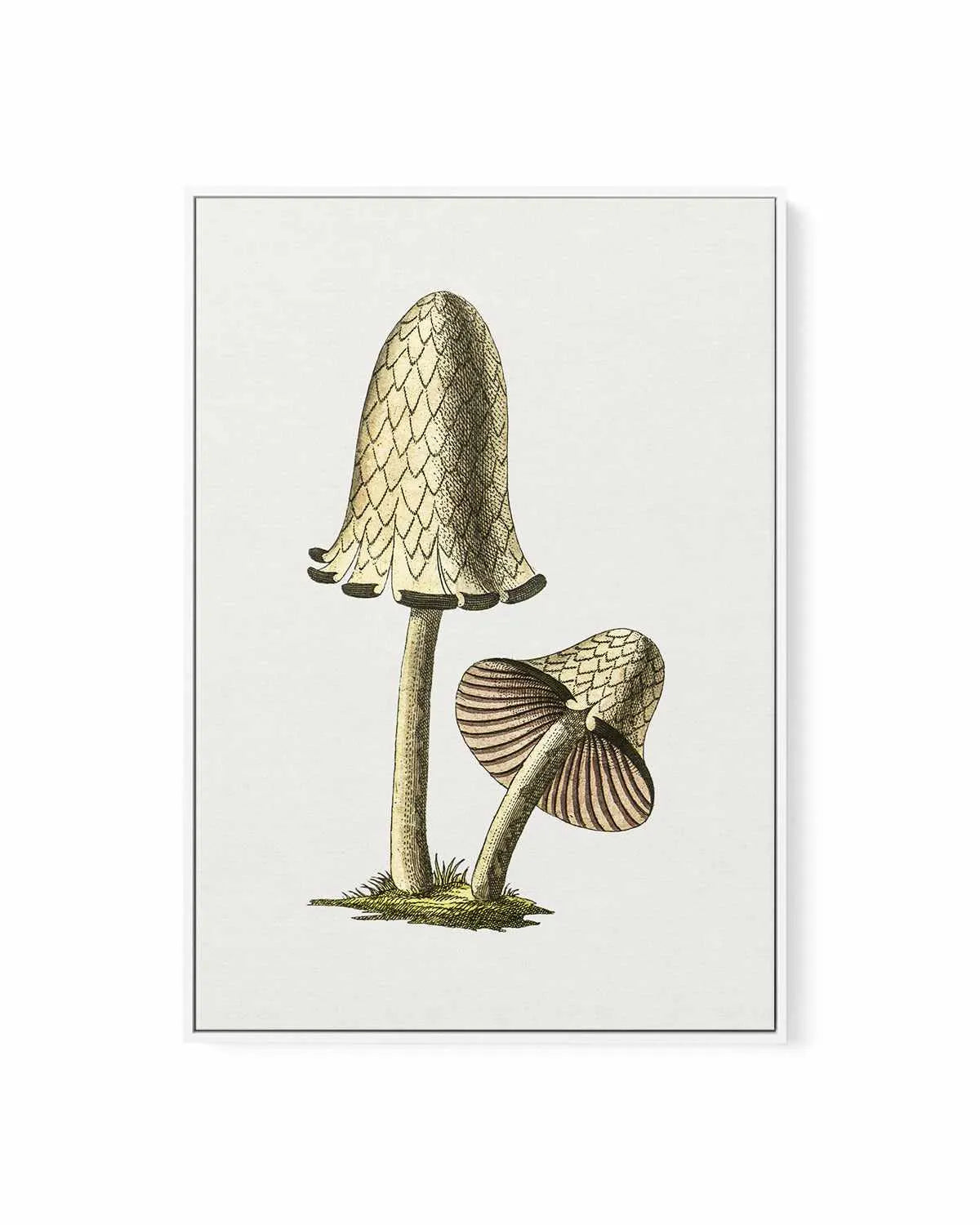 Inky Cap Edible Mushroom Vintage Illustration | Framed Canvas Art Print from Olive et Oriel where you can shop wallpaper and artworks online