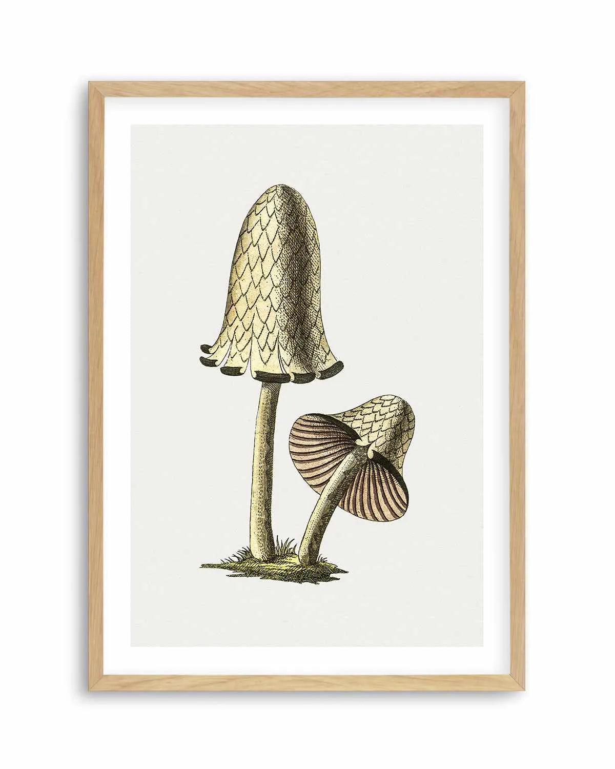 Inky Cap Edible Mushroom Vintage Illustration Art Print from Olive et Oriel where you can shop wallpaper and artworks online